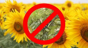 Вчені - втрати врожаю соняшника від геліхризової попелиці можуть сягнути 70% Рис.1