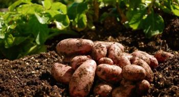 Зміна клімату змусить українців відмовитись від вирощування картоплі Рис.1