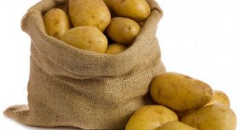 Ціна на картоплю опустилася нижче рівня минулого року Рис.1