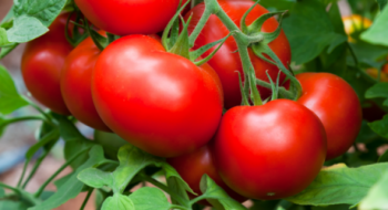Дешевше за огірки: ціни на помідори суттєво впали Рис.1