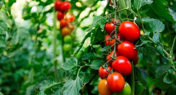 Дослідники запропонували надточну технологію виявлення захворювань томатів Рис.1