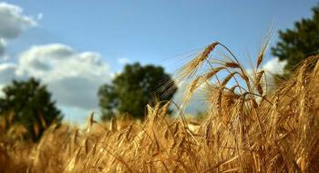 KSG Agro підвищив урожайність ранніх зернових культур Рис.1