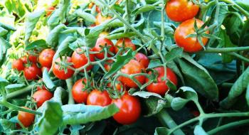 Китайську помідорну індустрію накрило спалахом плямистого в'янення томатів Рис.1