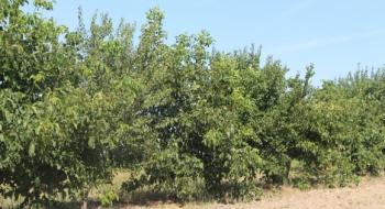 Промислові горіхові сади можуть стати візитівкою Поліського садівництва Рис.1