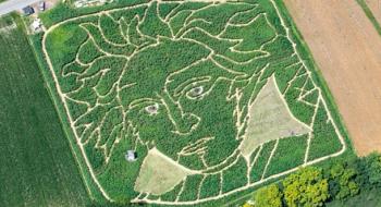 У Німеччині з'явився гігантський портрет Бетховена серед соняшників та кукурудзи Рис.1