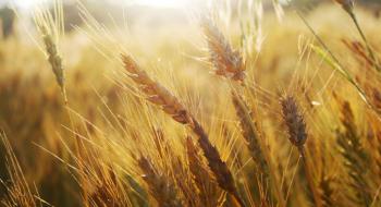 Україна ввійде в ТОП-5 країн-експортерів зерна Рис.1