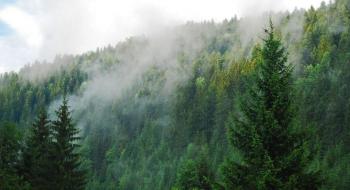 Україна використає європейський досвід в системі управління та збереження лісів Рис.1