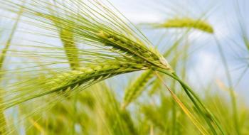 В ALFA Smart Agro розповіли, як через форвардні контракти вигідно реалізувати урожай Рис.1