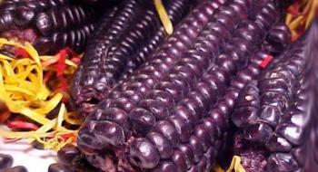 В Україні набуває популярності дієтична фіолетова кукурудза Рис.1