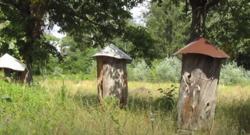 В Україні створили музей лісового бджільництва Рис.1
