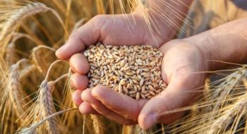В Україні виробники пшениці призупиняють продажі зерна нового врожаю Рис.1