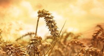 Врожаї у східних та центральних областях дозволять компенсувати недобір зерна на півдні країни — думка Рис.1