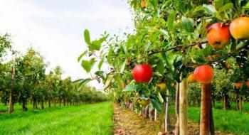Закладання нових плодових садів в Україні опинилося під загрозою Рис.1