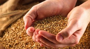 Експорт української пшениці перевищив 4 млн тонн Рис.1