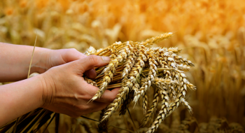 Експорт зернових та зернобобових скоротився на 36% Рис.1