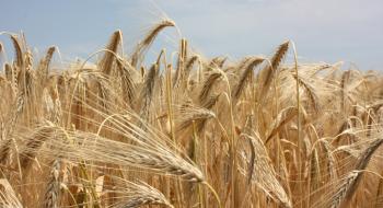 Мінекономіки та агроасоціації обговорили підписання додатку до зернового меморандуму Рис.1
