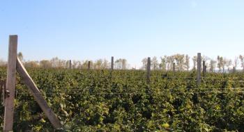 На Полтавщині заснували найбільший у країні органічний малинник Рис.1