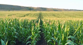 Погодні умови негативно вплинули на оцінку врожаю кукурудзи в Україні — аналітики Рис.1