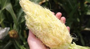 Українські науковці вивели першу у світі суперцукрову колоскову кукурудзу Рис.1
