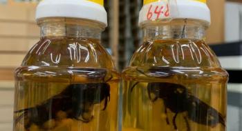 Український пасічник створив «мед з сюрпризом» за японською технологією Рис.1