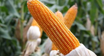 УЗА знизила прогноз врожаю кукурудзи Рис.1