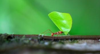 Використовуючи феромони мурах зменшується застосування пестицидів - вчені Рис.1