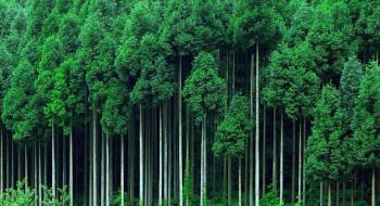 Японія прагне вирощувати енергетичні лісові плантації для електростанцій Рис.1
