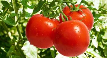 Agrofusion входить у ТОП-3 найбільших виробників томатів в Європі Рис.1