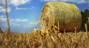 Через екологію врожай зернових в Україні знизиться щонайменше на 5 млн тонн — ООН Рис.1