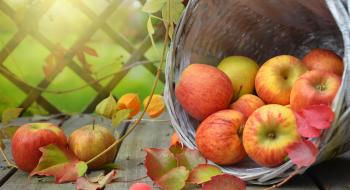 Ціни на українські яблука знизились щонайменше у півтора рази Рис.1