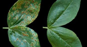 Дослідники знайшли новий спосіб захисту рослин від грибкової інфекції Рис.1
