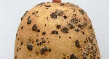 Екстракти листя картоплі стримували розвиток ризоктонії, - вчені Рис.1
