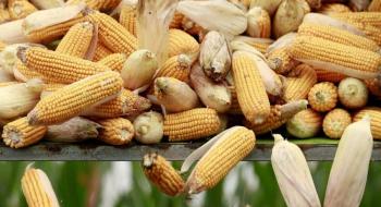 Елеватори Прометея прийняли кукурудзу нового врожаю Рис.1