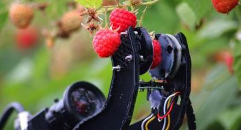 Fieldwork Robotics навчає робота збирати малину Рис.1