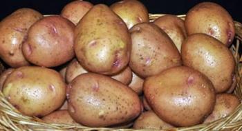 Кенійські вчені вивели нематодостійкі та ранньостиглі сорти картоплі Рис.1