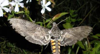 Метеликів навчили запилювати навіть отруйні квіти, - вчені Рис.1