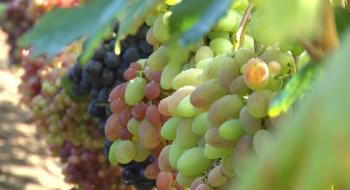 На Хмельниччині господар вирощує 200 сортів винограду з різних куточків світу Рис.1