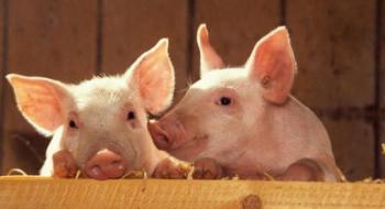 Поголів’я свиней в Україні продовжує скорочуватися Рис.1