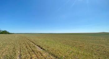 Понад 1300 господарств на Одещині зазнали суттєвих збитків через посуху Рис.1