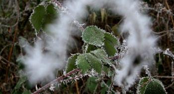 Прогнозовані заморозки лише ускладнять умови проведення осінньої посівної — Адаменко Рис.1