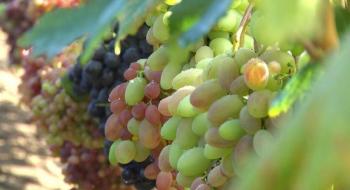 Садівник з Хмельниччини вирощує понад 200 сортів винограду Рис.1