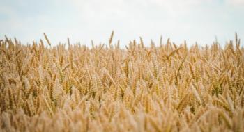 У НААН оприлюднили результати найвищих показників врожайності вітчизняних сортів пшениці Рис.1