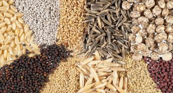 У НААН презентували високоврожайні сорти зернових та зернобобових культур Рис.1