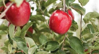 У США вивели три нових сорти яблук Рис.1