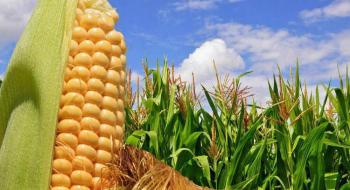 Урожай кукурудзи в Україні поки оцінюється в 35 млн тонн — аналітики Рис.1