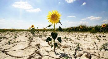 Урожайність соняшника на півдні України на рівні 0,6 т Рис.1