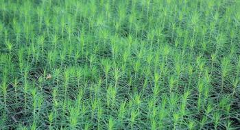 В Україні держлісгосп вирощує саджанці у спеціальному безбур’янному ґрунті Рис.1