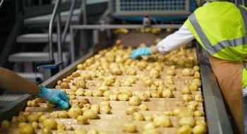 В Україні побудують потужний завод із переробки картоплі Рис.1