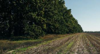 В Україні запровадять компенсацію за відновлення лісосмуг на сільгоспземлях Рис.1
