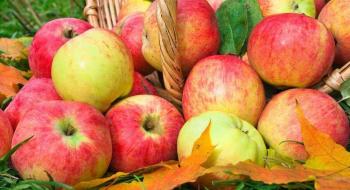 Вчені працюють над яблунями з генетичною стійкістю до бактеріального опіку Рис.1